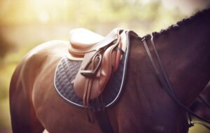 Expert Tips for Buying Jumping Saddles in Australia