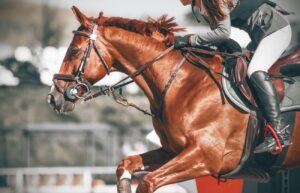horse riding jackets