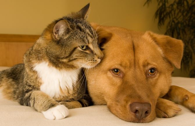 How to Protect Your Pet: Complete Guide to Tick Preventive Injections for Dogs