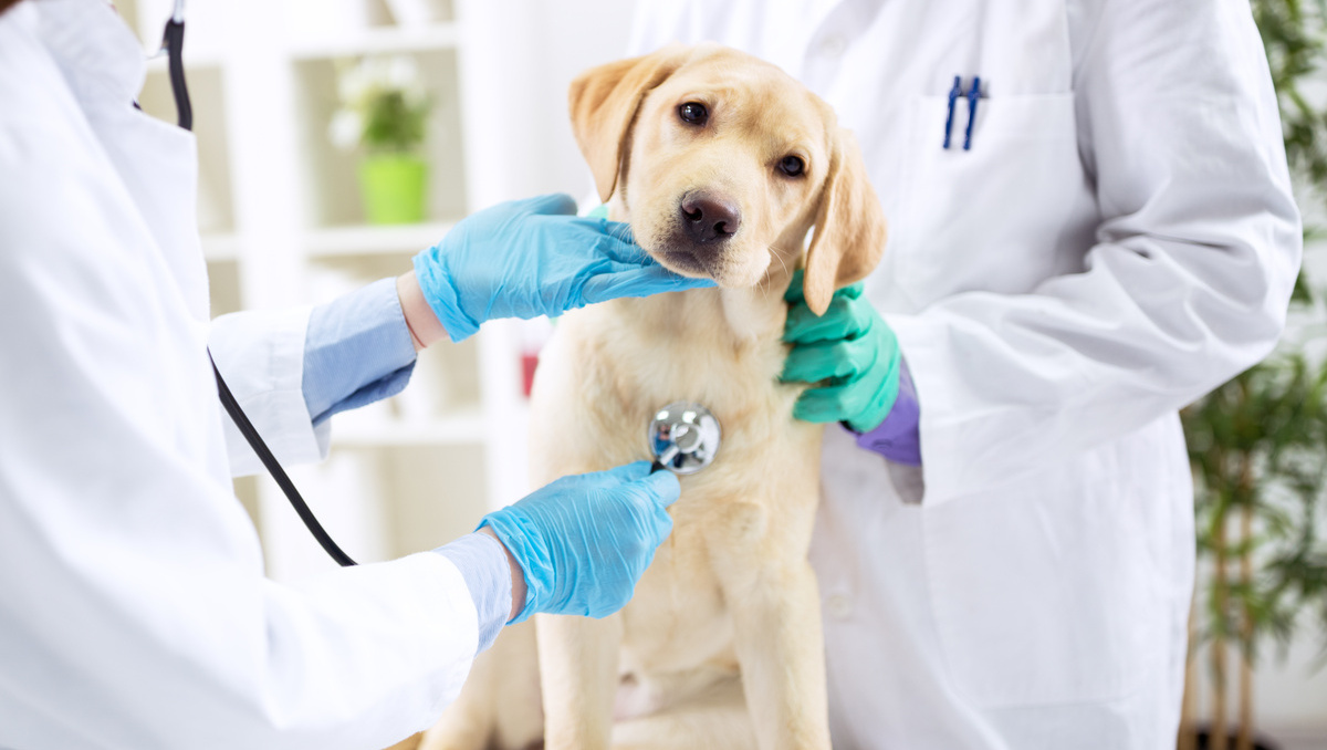 Pet Dental