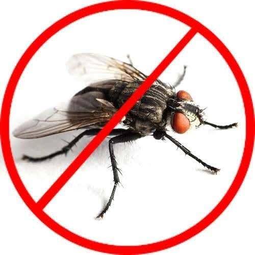 Fly Control