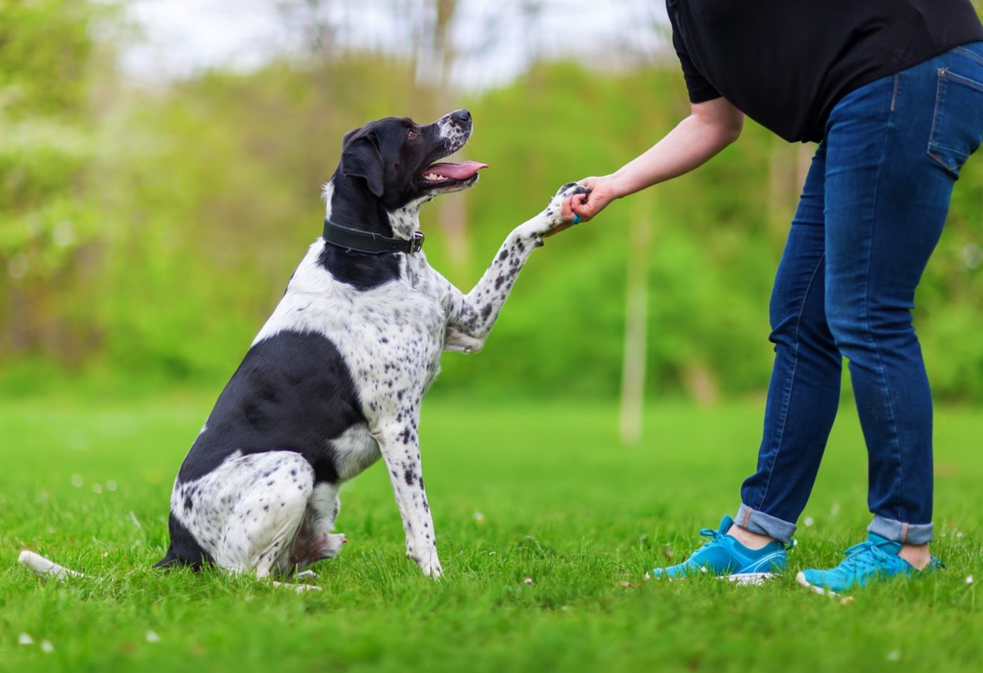 Dog Trainers