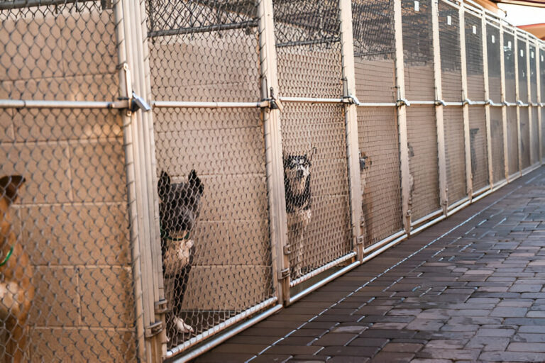 Important Things to Know About Dog Boarding Kennels in Victoria