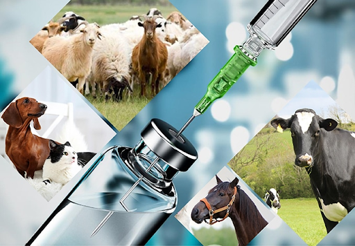 Veterinary Pharma Company in India: What Sets a Trusted Manufacturer Apart