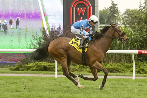How India Horse Race Fixtures Help Racing Fans Plan the Perfect Season