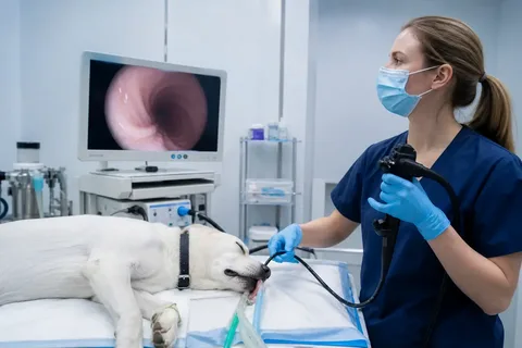 How Endoscopy Helps Vets Diagnose Digestive Problems in Pets